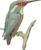 Perched Kingfisher Clip Art